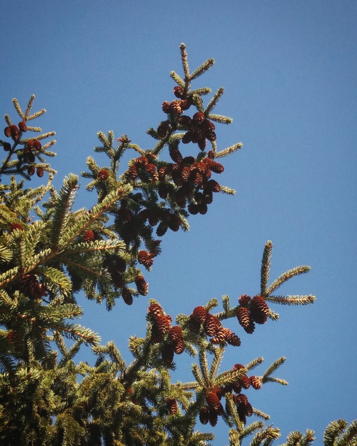 spruce