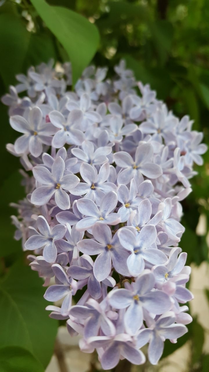 flower in spring