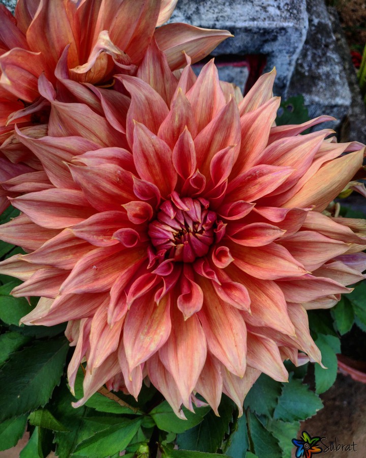 Dahlia flower