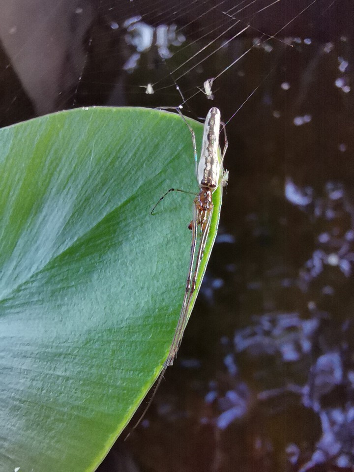 Spider