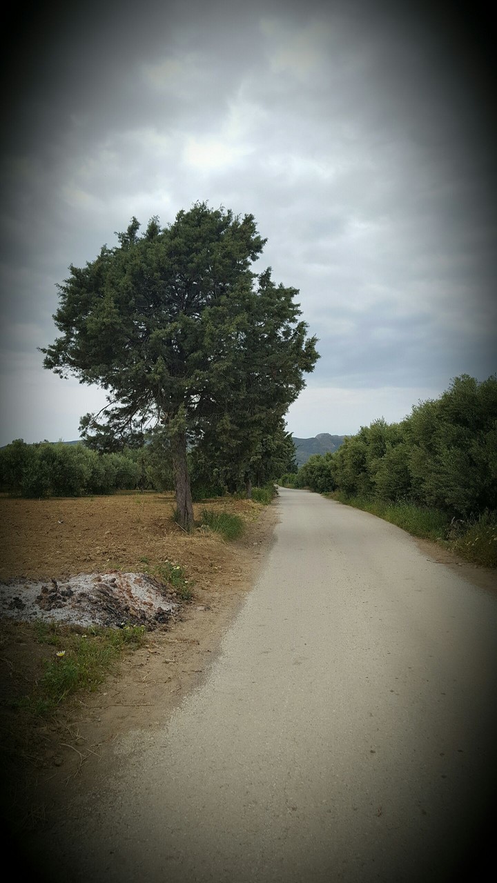 nature, road, tree, freedom, green, sky