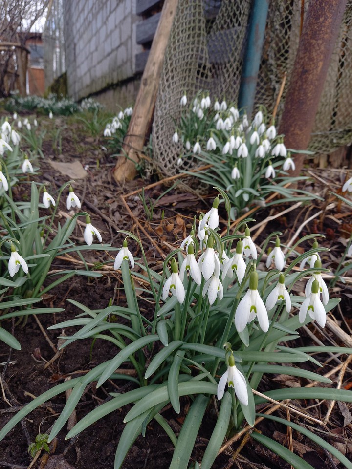 snowdrops