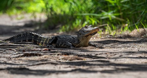 רקעים Alligators, pink