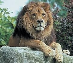 lion