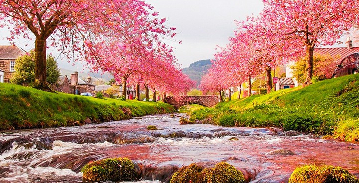 Весна, деревья, вода, nature, trees, spring