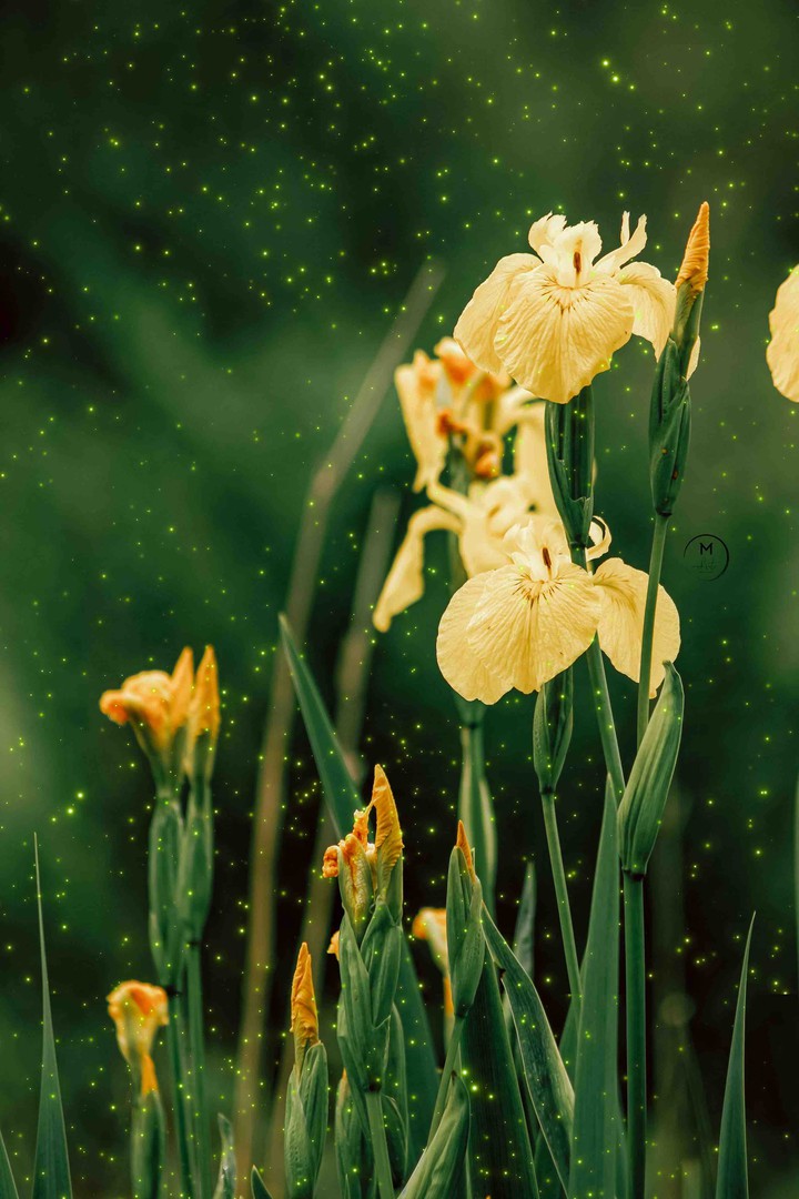 Iris Dream