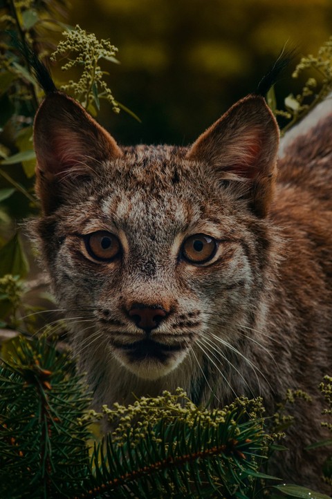 wildlife, snout háttérképek