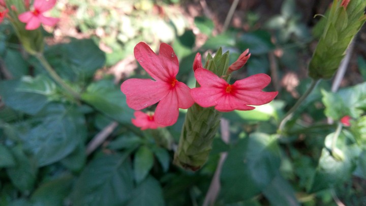 Red Flower