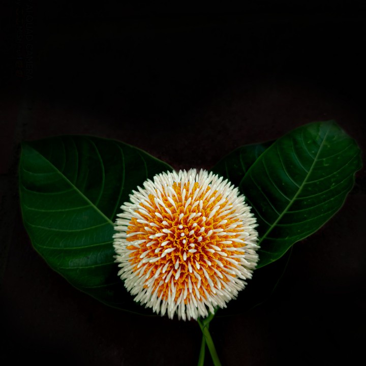 flowers of love