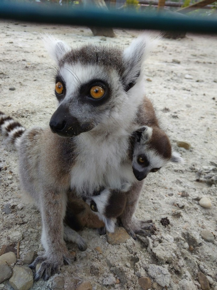 lemurs