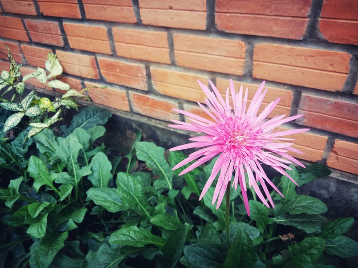 flower