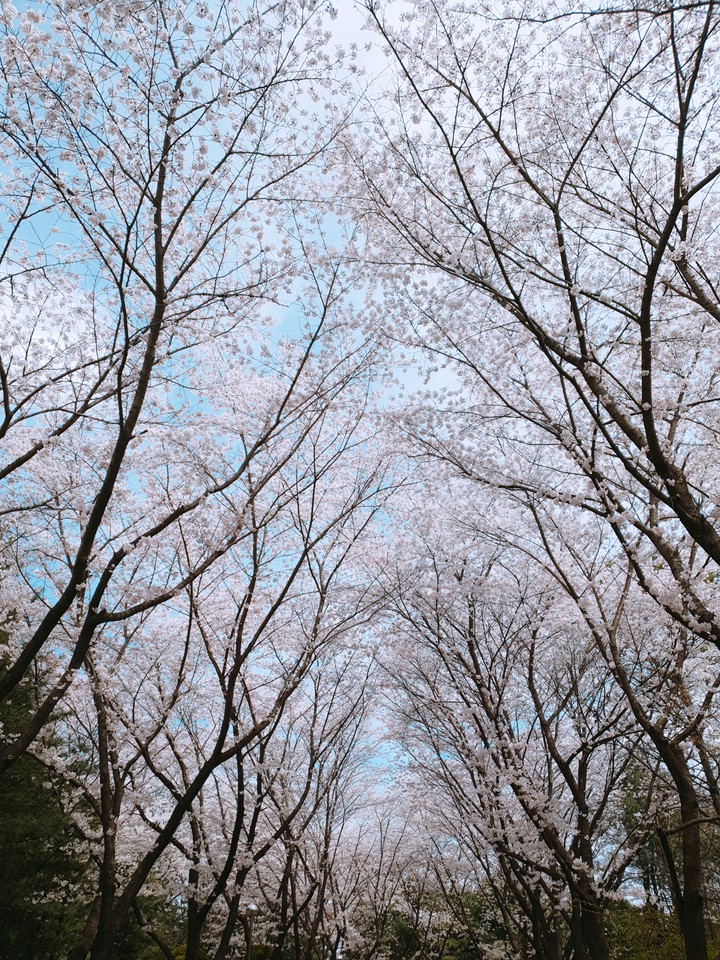 Cherry Blossom