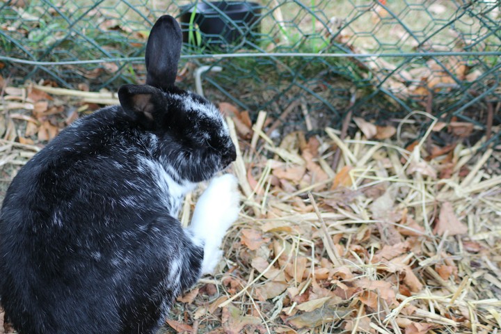 my little rabbit