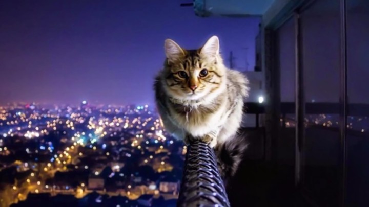 Cool Cat