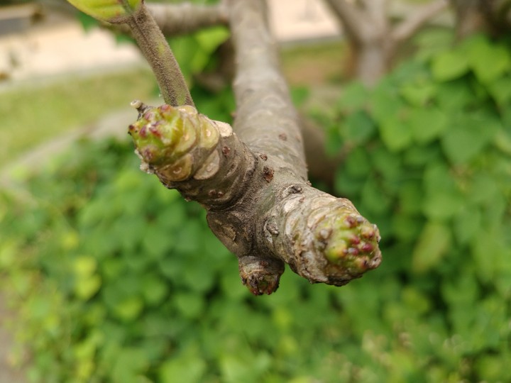 Branch