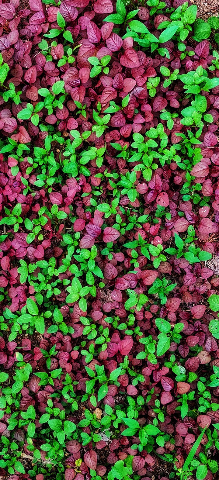 Green and Red Spinaches