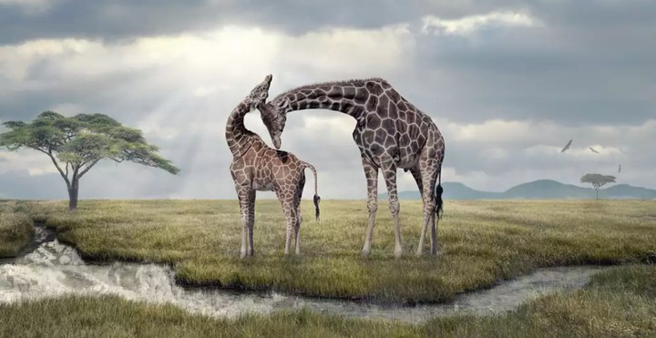 giraffes.. žirafy
