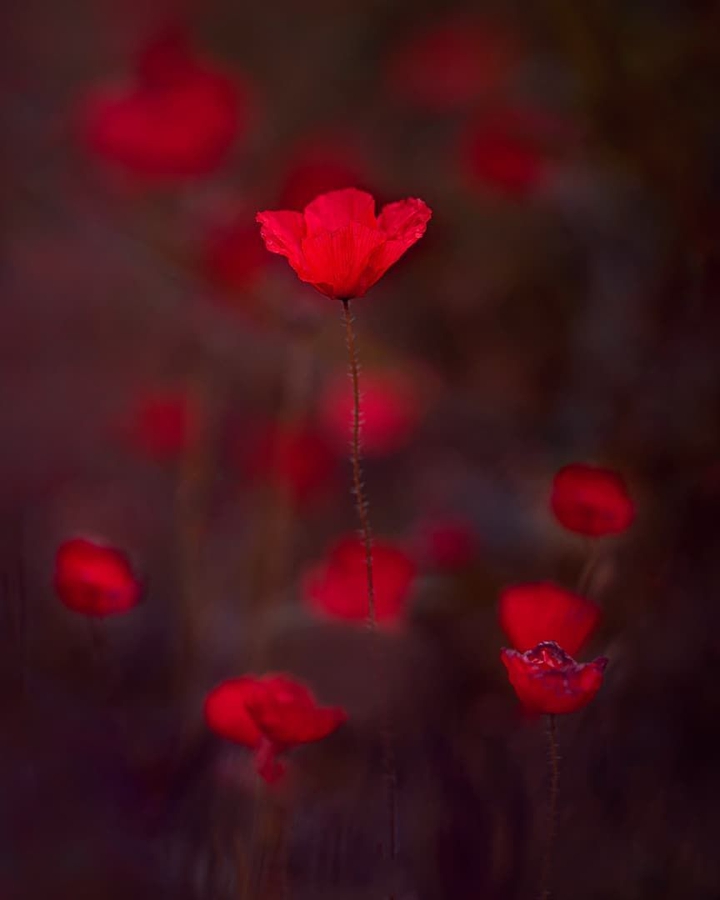 wallpapers_sah.spid