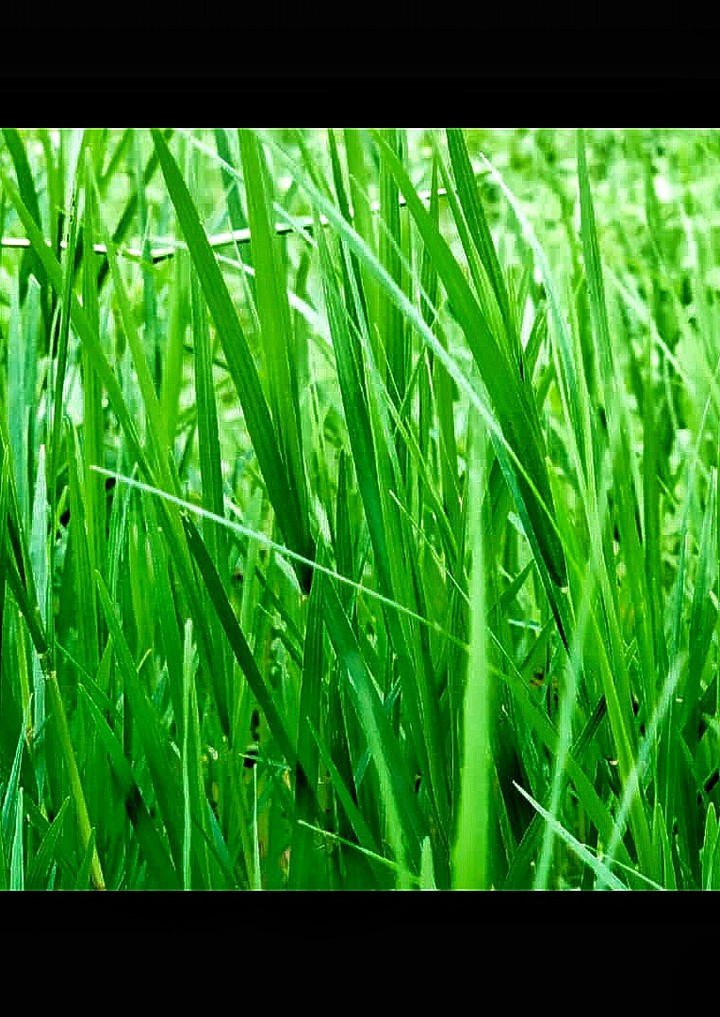 grasses