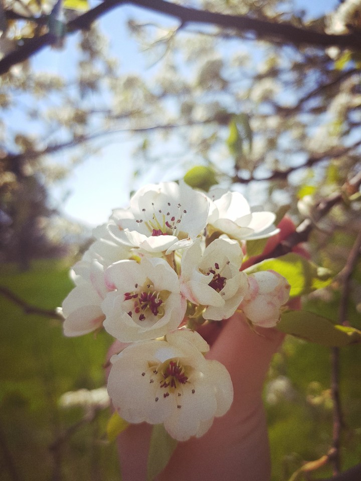 Flowers