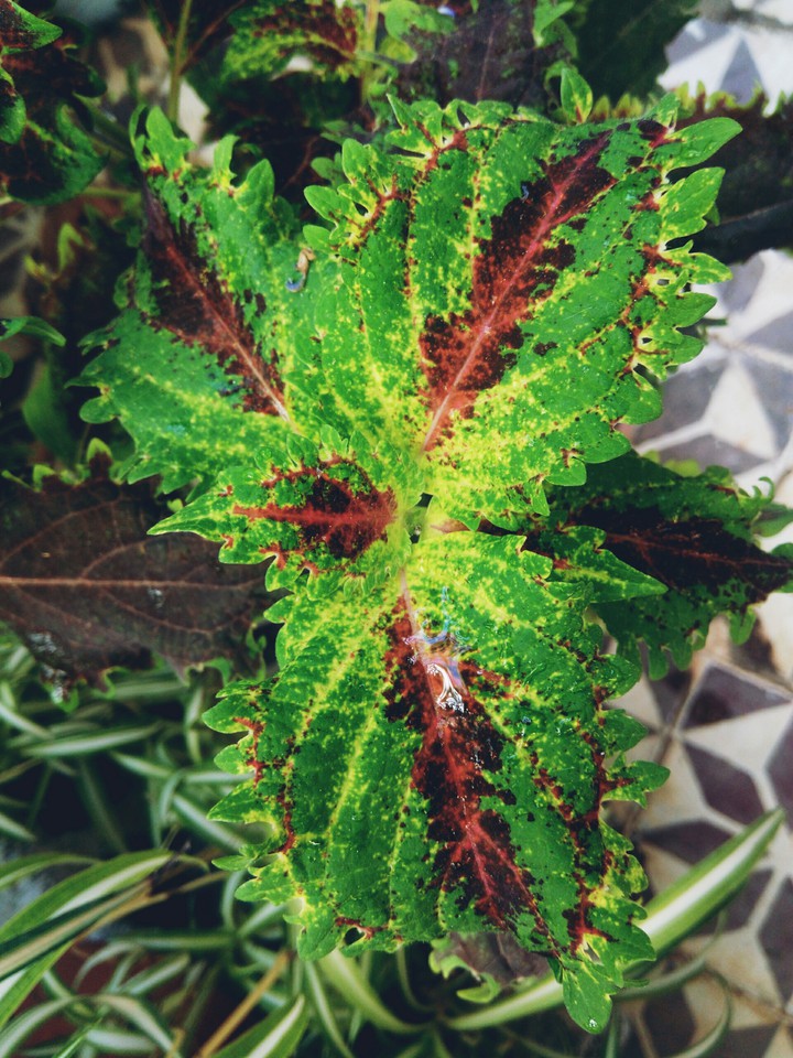 coleus ?