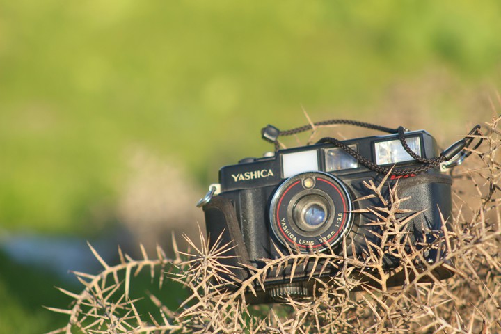 photo.Galedar