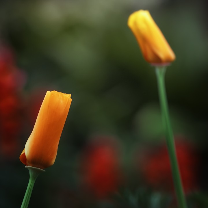 꽃