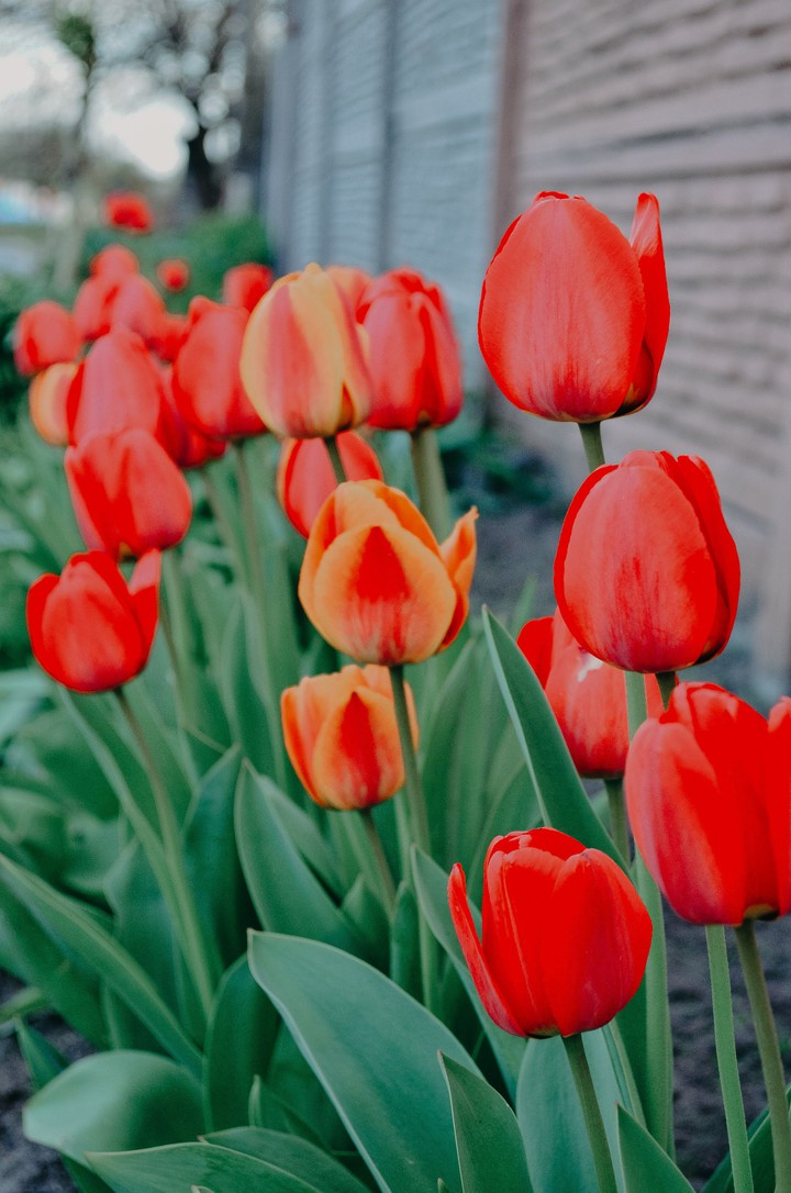 red flower