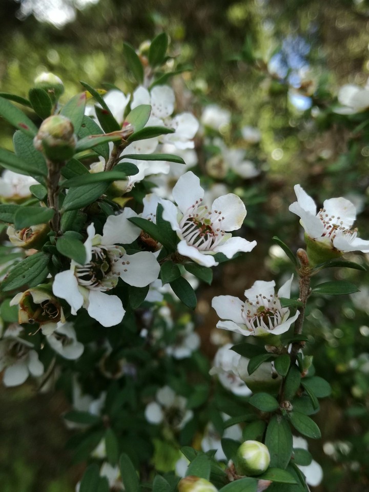 Manuka flowers