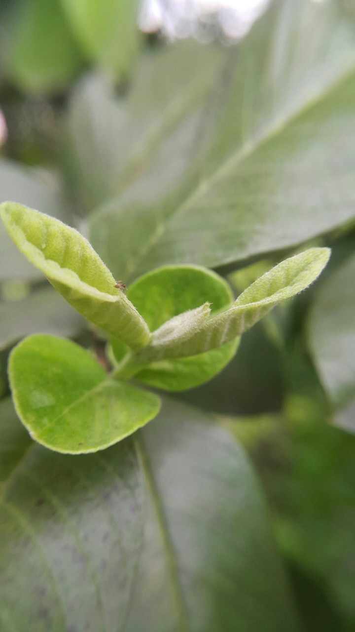 New life
