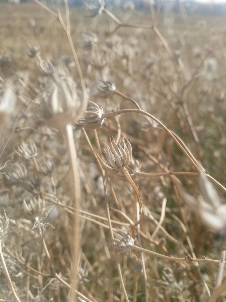 yellow grass' beauty