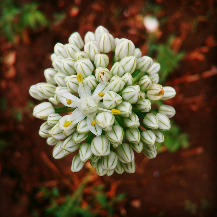 Flower