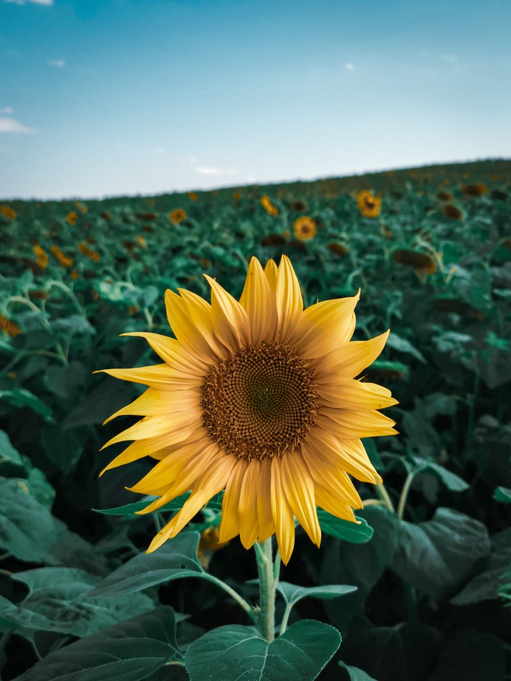 Sunflower