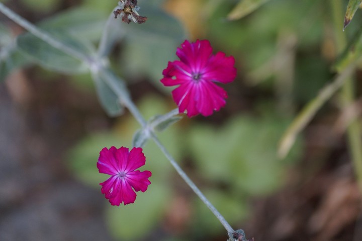 Red flowers