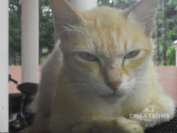 caty..