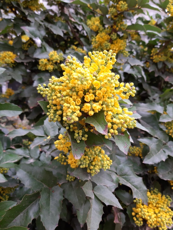 Yellow blossom