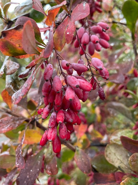 Berberidaceae, Barberry