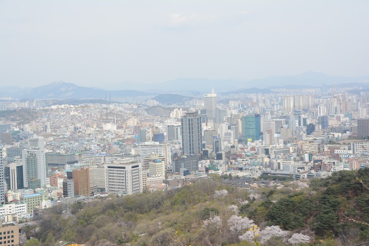 남산의봄이미지