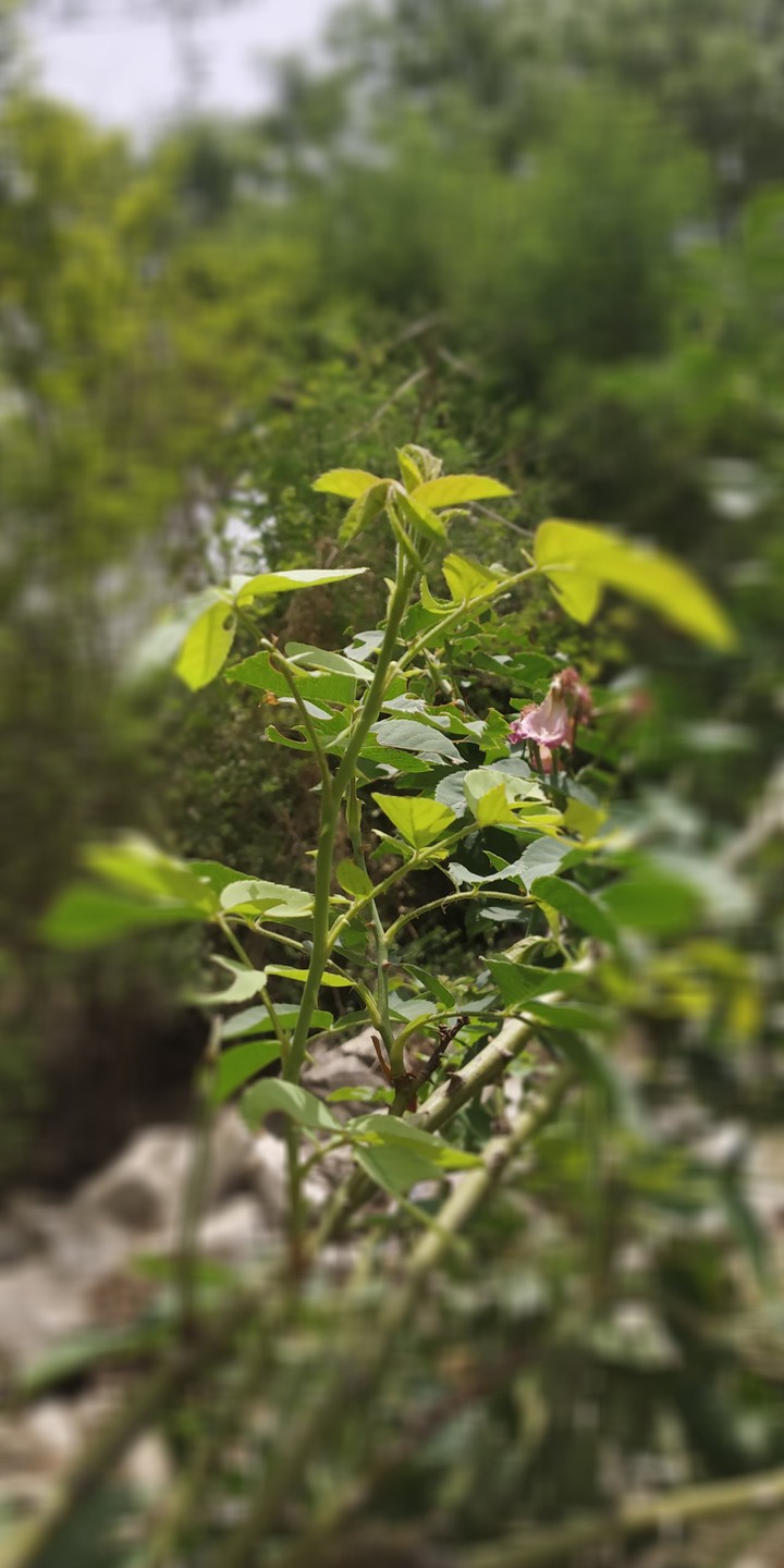 gulabi