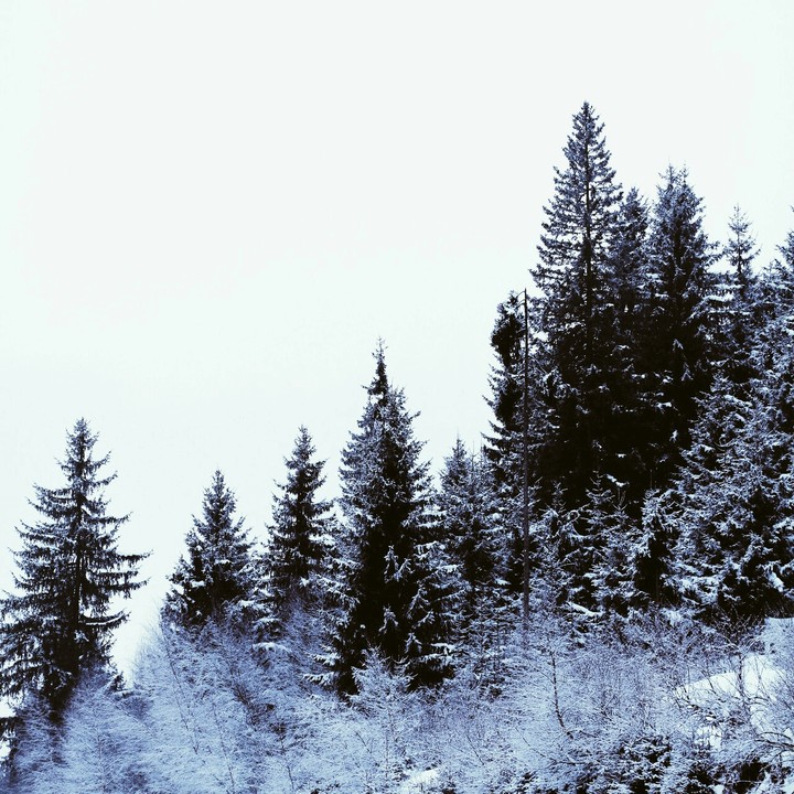 frozen Forest