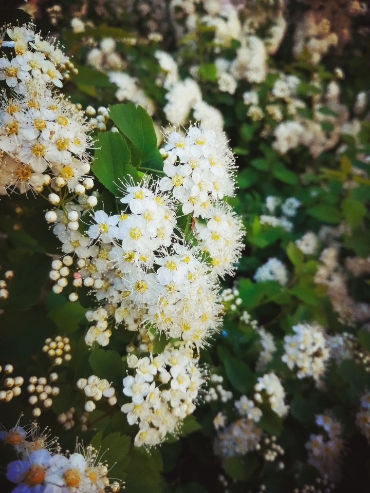 White flower