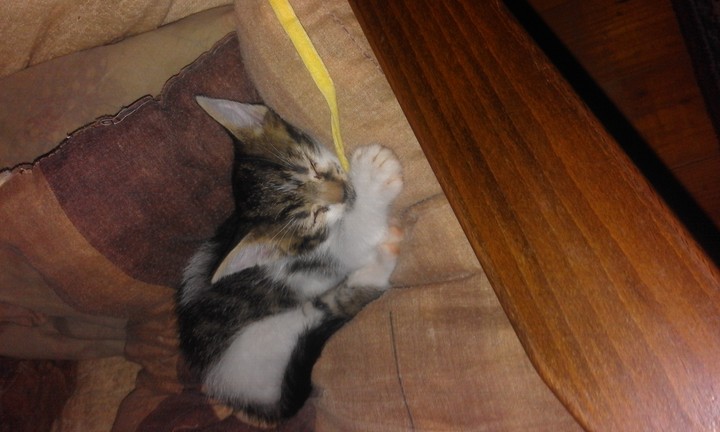 my kitten