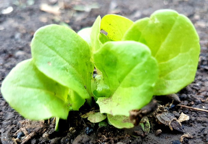 Baby Lettuce