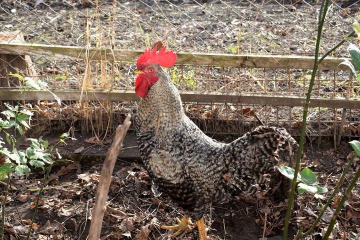 Rambo
