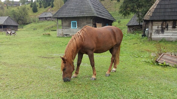 horse