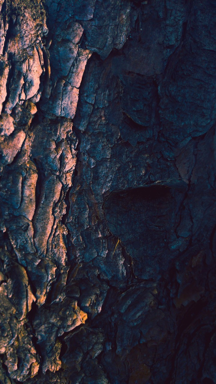 rock tree