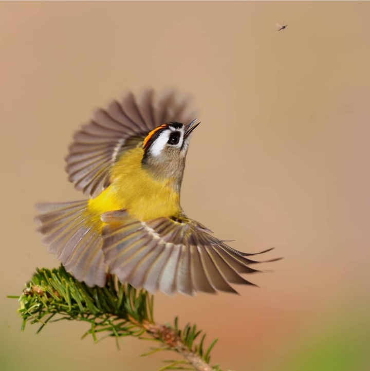 bird