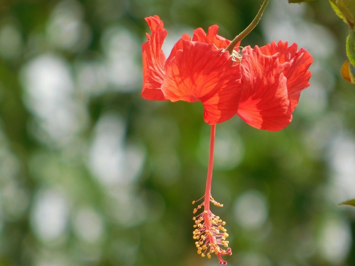 red rosa hibiscus