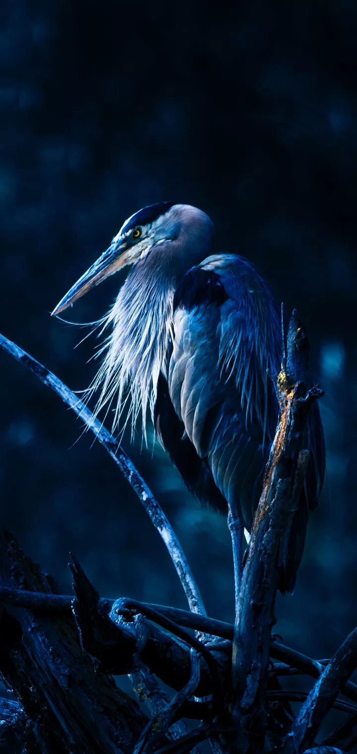 Rare bird species
