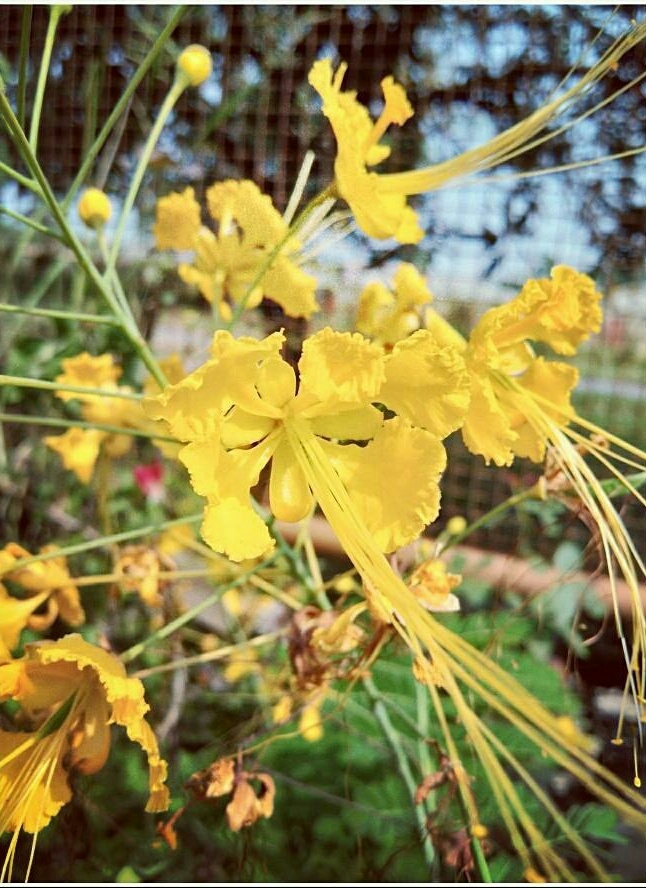 Flower